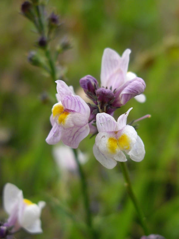 Linaria repens photo